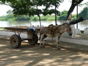 donkey