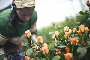 flower farm ees