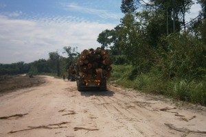 timber log