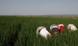 Indian investors are forcing Ethiopians off their land