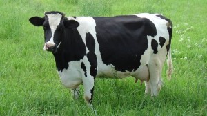 ዲያስፖራ ላሜ ቦራ