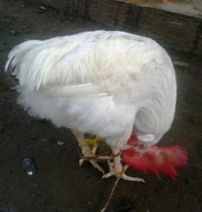 ስምና ገመድ!!