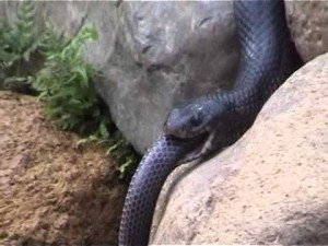 የዘንዶ ሱባዔ?