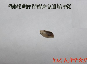 ሰቆቃ በማዕከላዊ