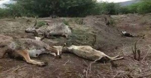በአፋር በየቀኑ እስከ 100 የሚደርሱ ከብቶች ይሞታሉ