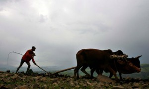 መሬት ላራሹ! Land tenure!